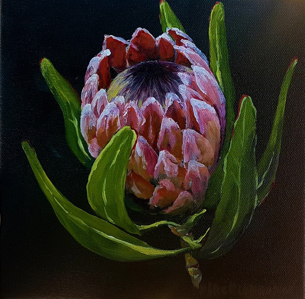 Protea 4
